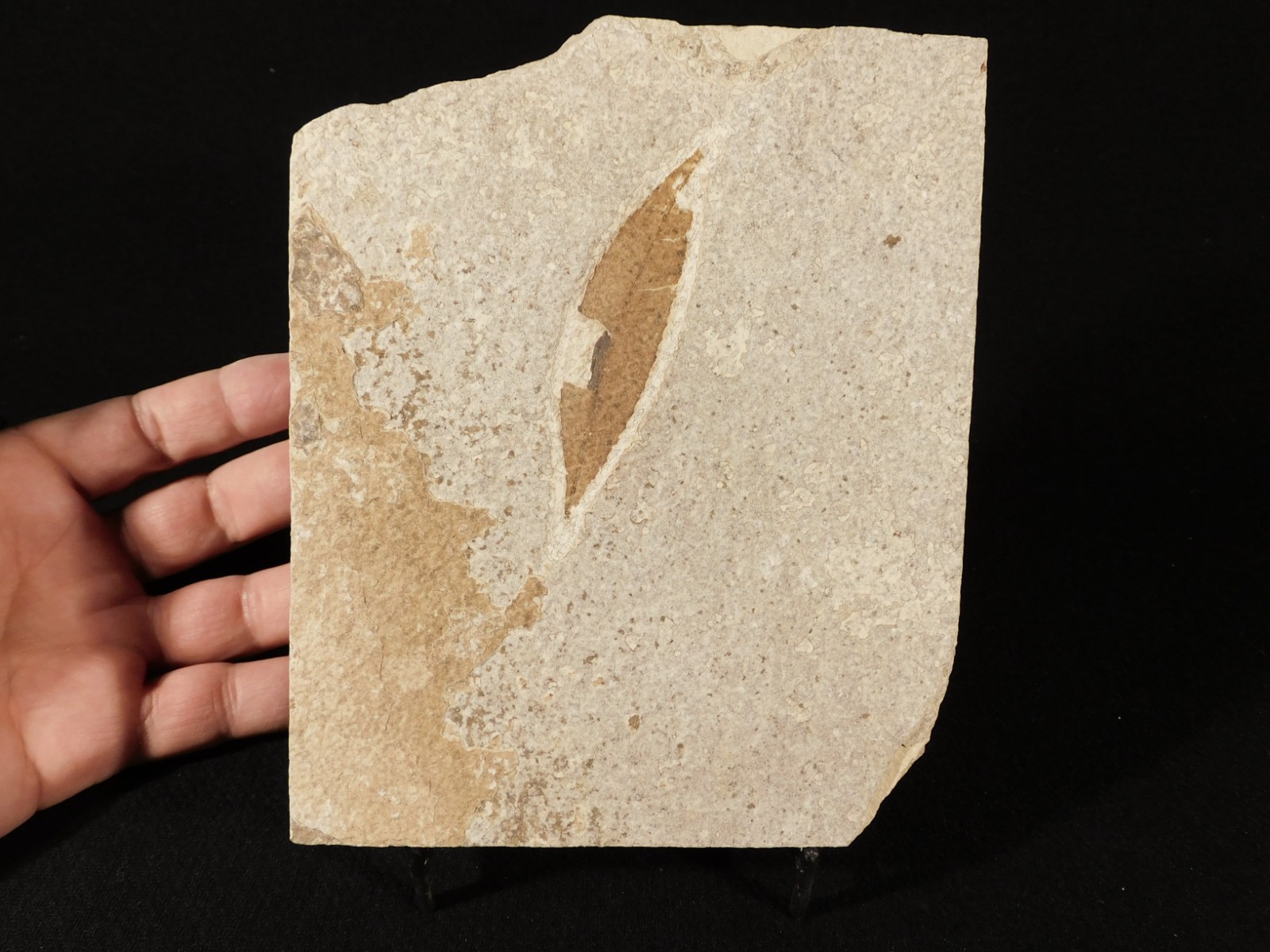 100% Natural 50 Million Year Old LEAF FOSSIL From Wyoming 364gr