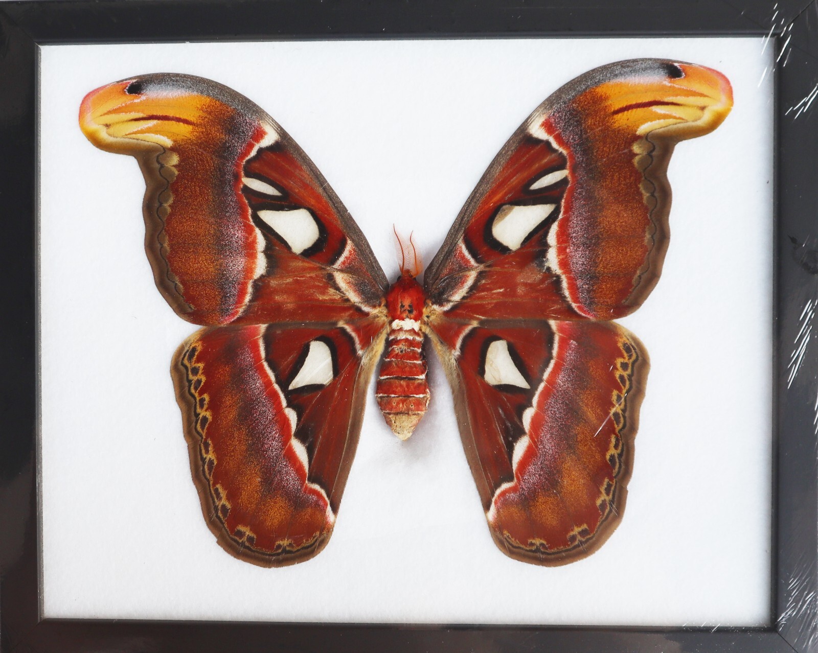 Real Giant Atlas Moth FeMale Taxidermy Insect Entomology  Wall Decor