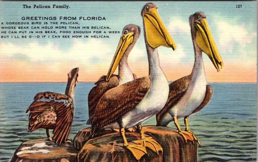 Greetings from Florida The Pelican Family Postcard Poem #127 Linen Unposted Greetings from Florida The Pelican Family Postcard Poem #127 Linen Unposted