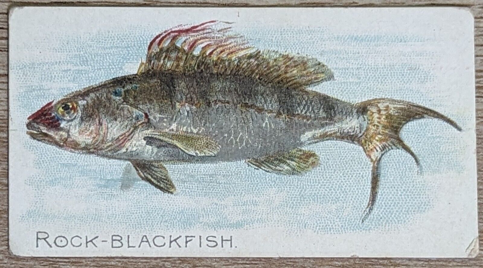 1910 T58 American Tobacco Fish Series Rock-Blackfish
