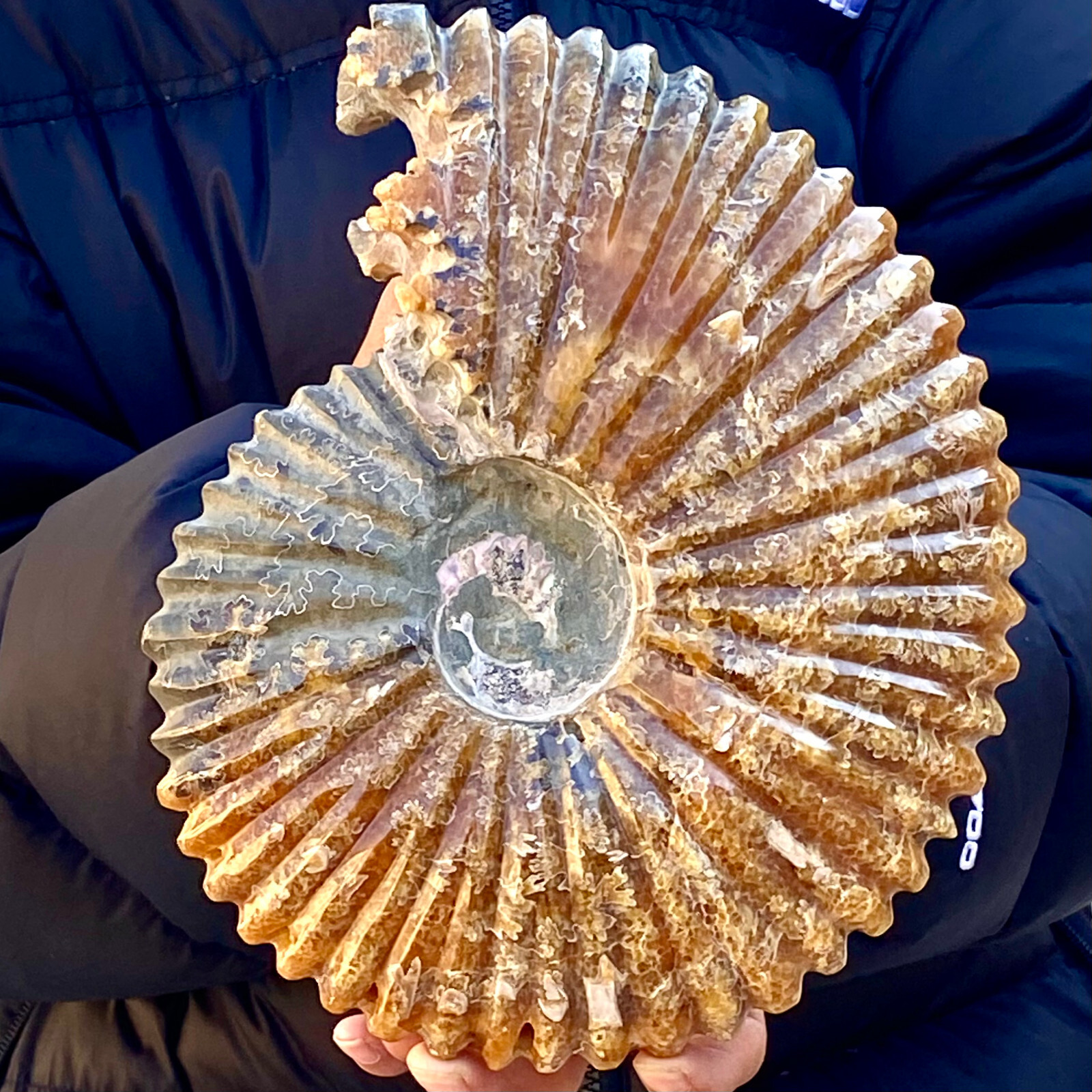 4.17LB Rare natural Natural conch fossil specimens of Madagascar.