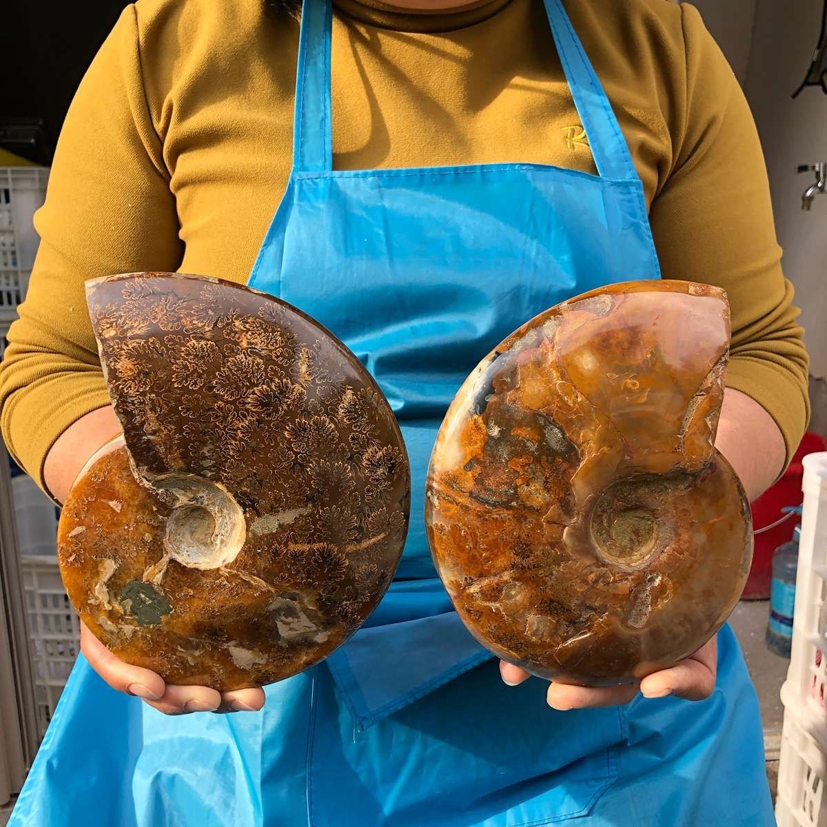 2pc 5.61LB Rare Natural Tentacle Ammonite Specimen Healing Madagascar
