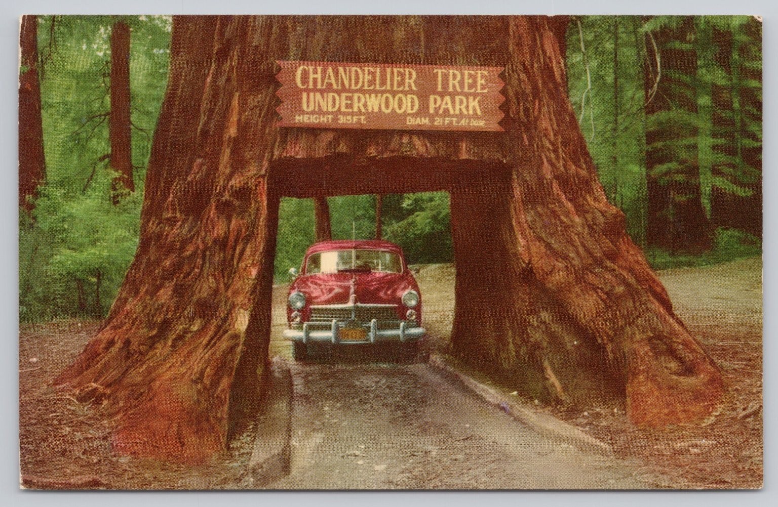 Chandelier Tree Drive-Thru Redwood Postcard Underwood Park CA
