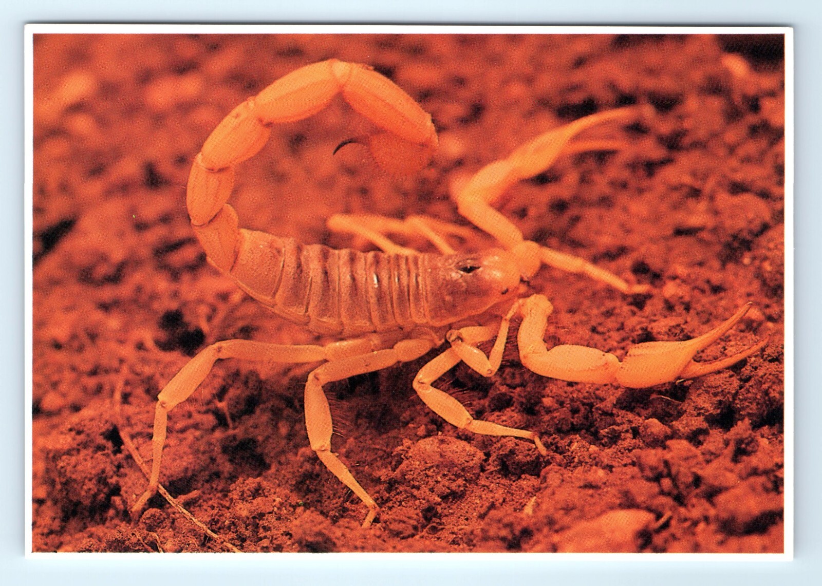 Giant Hairy Scorpion Postcard