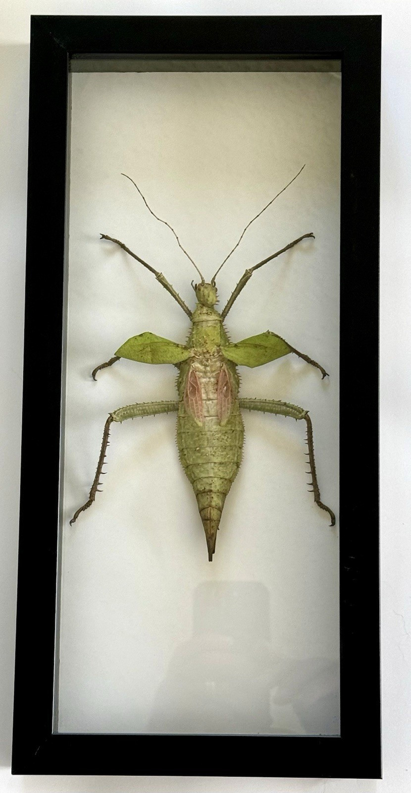 Framed Malayan Jungle Nymph Stick Insect (Heteropteryx dilatata), Malaysia