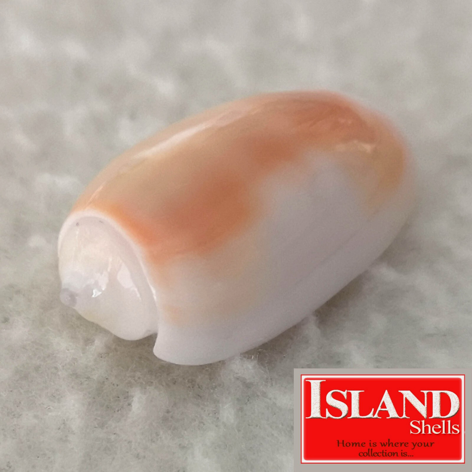 Oliva carneola f. noumeensis #4  24.5mm GEM EXQUISITE BEAUTY from New Caledonia