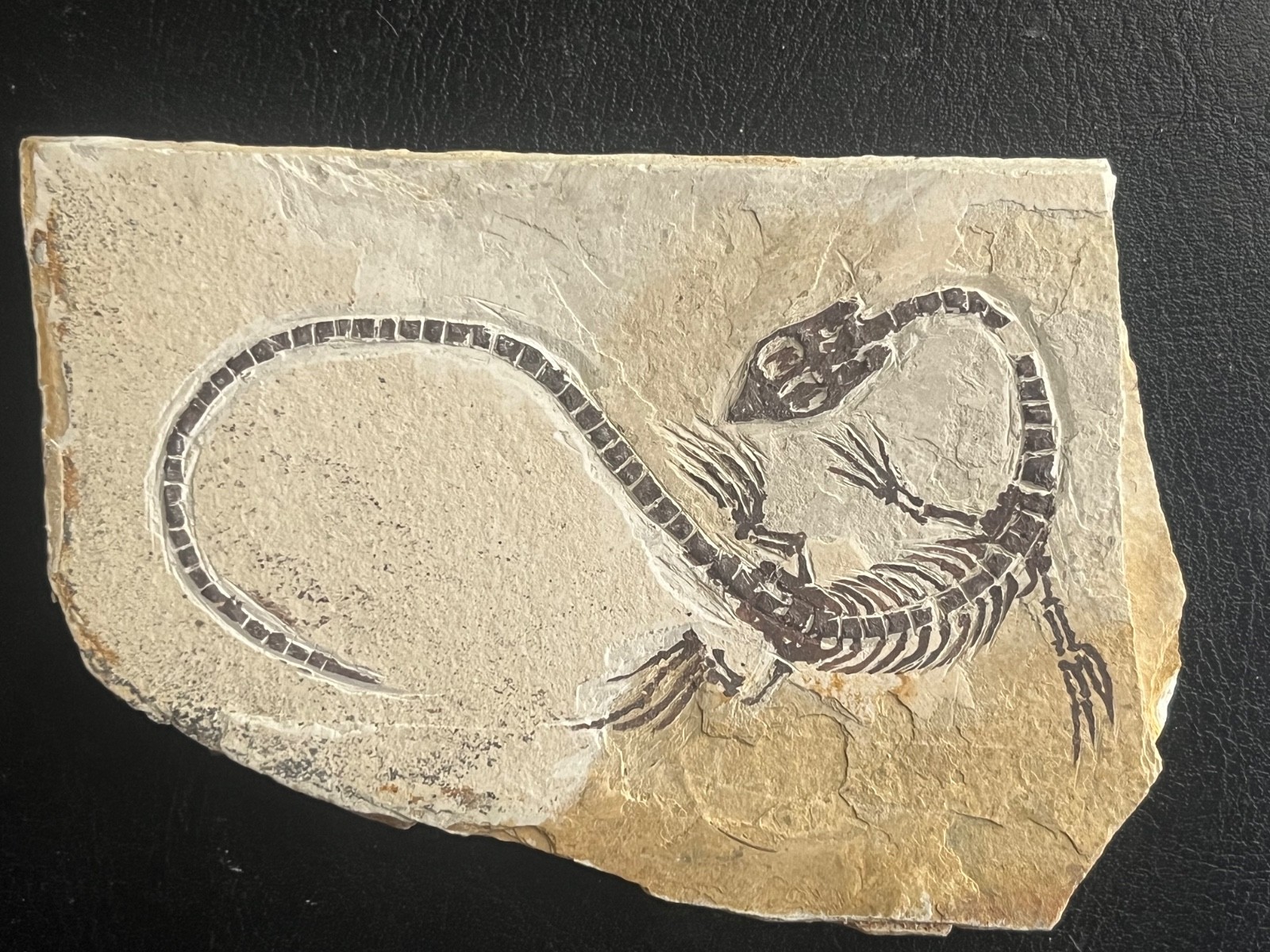 AMPHIBIAN-NOTHOSAURIA-Jurassic diving dragon -dragon dinosaur fossil-2 AMPHIBIAN-NOTHOSAURIA-Jurassic diving dragon -dragon dinosaur fossil-2