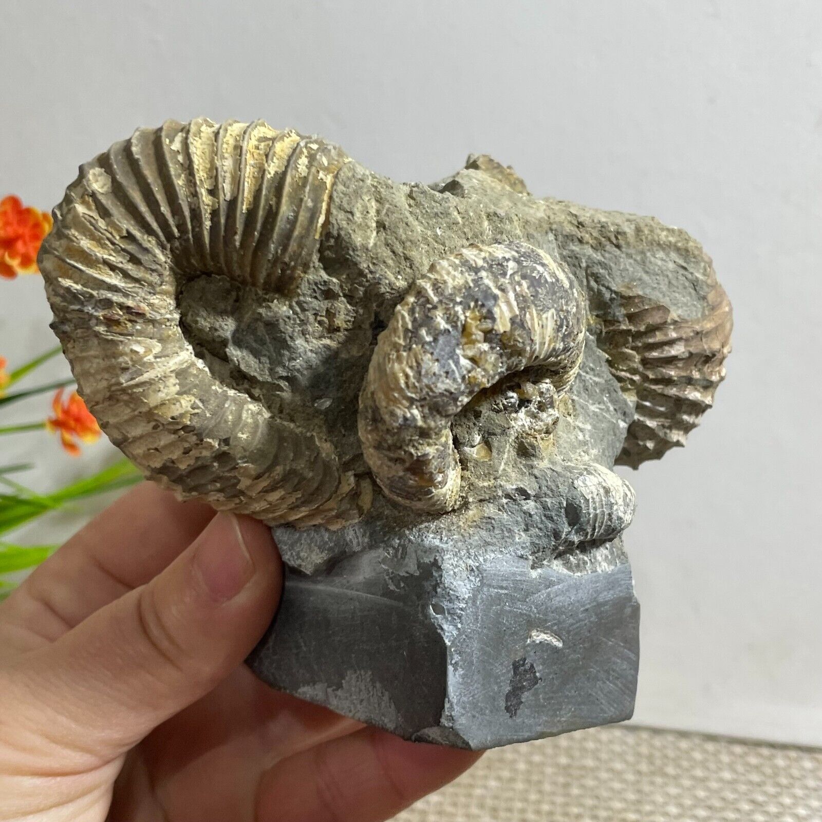 598g Rare Heteromorphic Ammonite Nostoceras malagasyense Madagascar h4