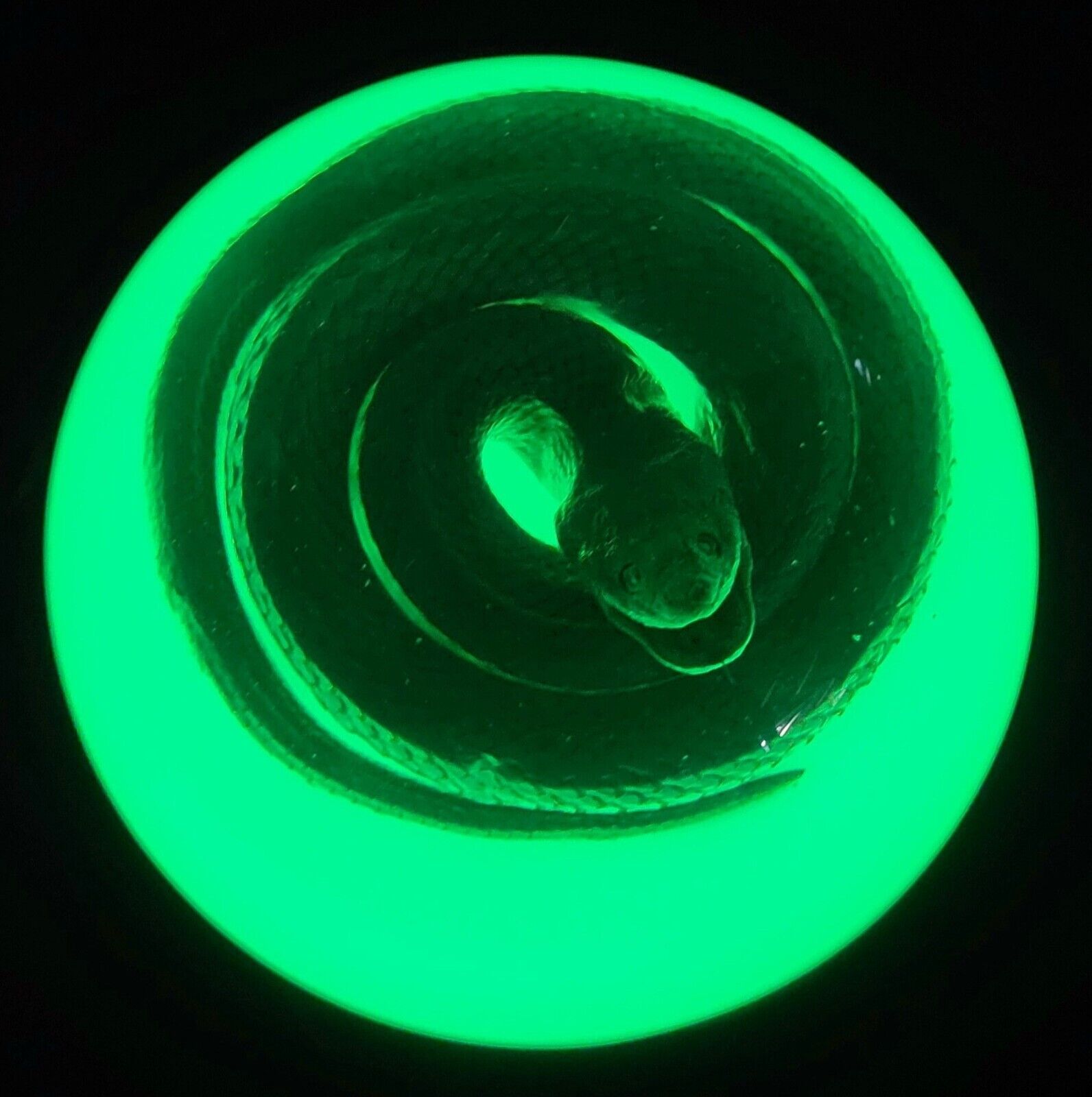 Chinese Water Snake Encased in Glow in The Dark Lucite Dome 3.4\