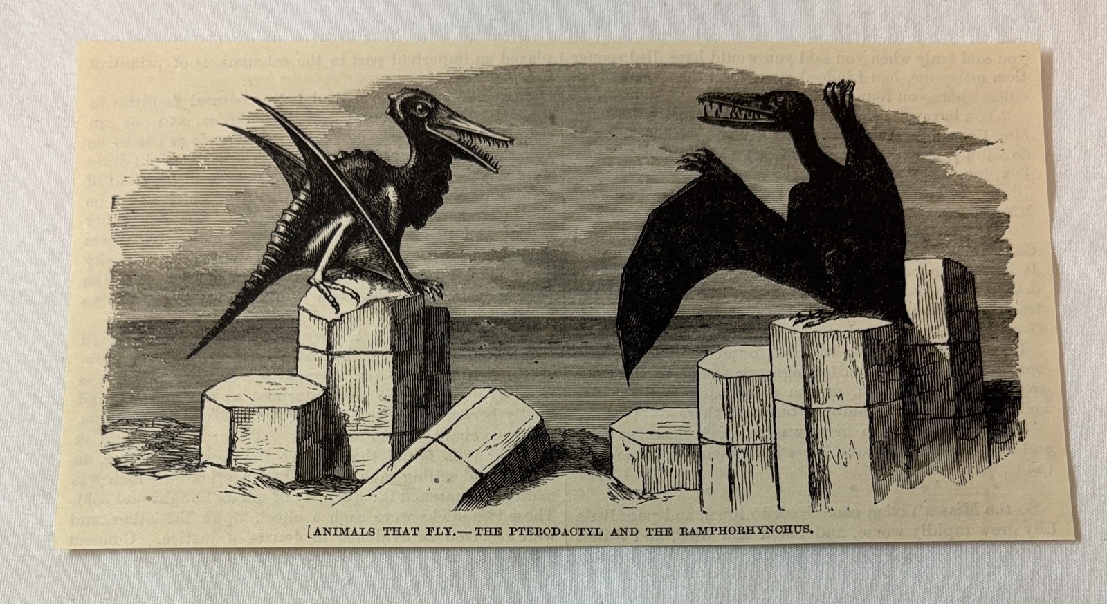 1883 magazine engraving~ PTERODACTYL, RAMPHORHYNCHUS