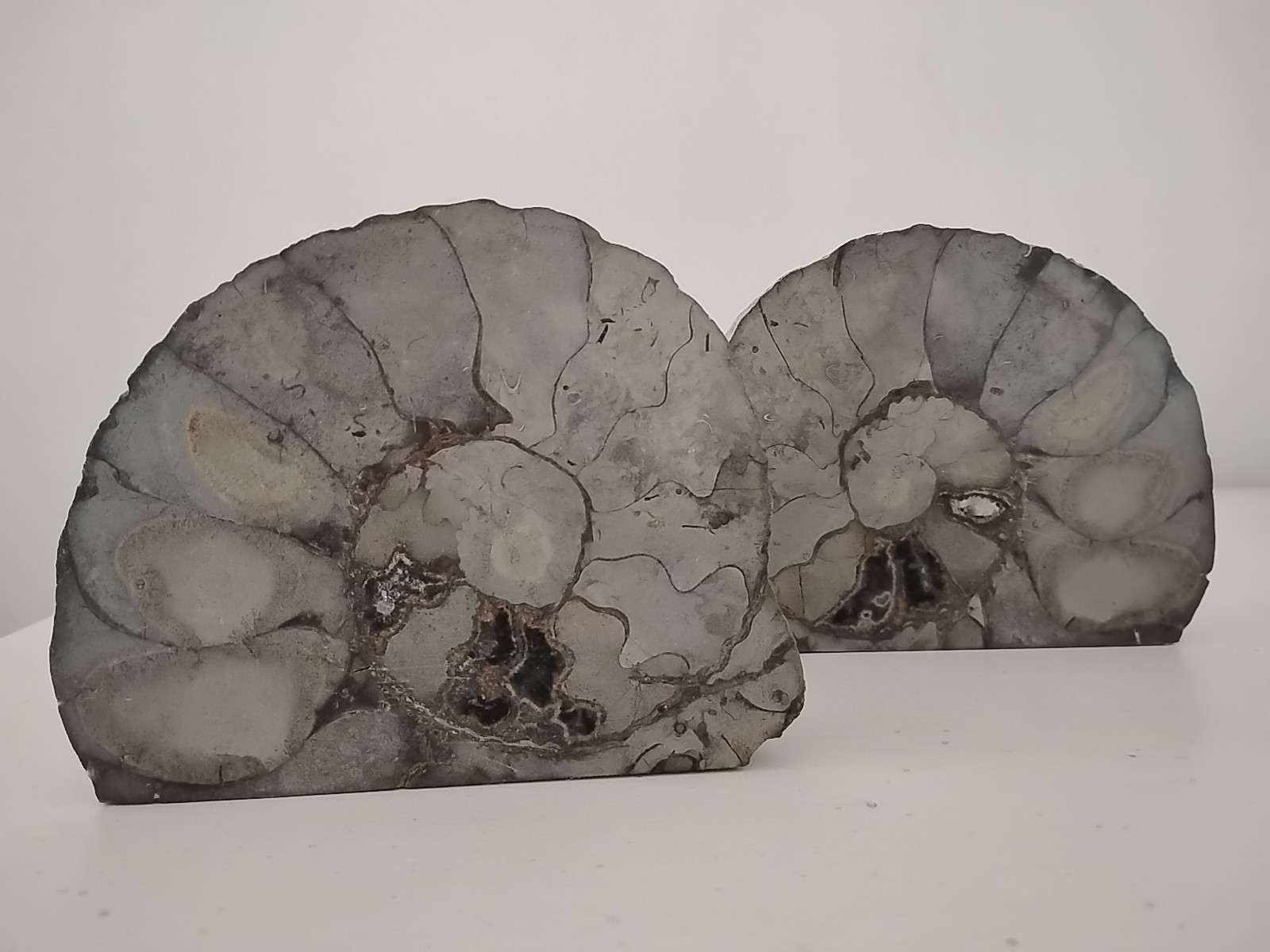 Ammonite Fossil Authentic Matched Pair Set Polished Natural Eco Decor Bookends