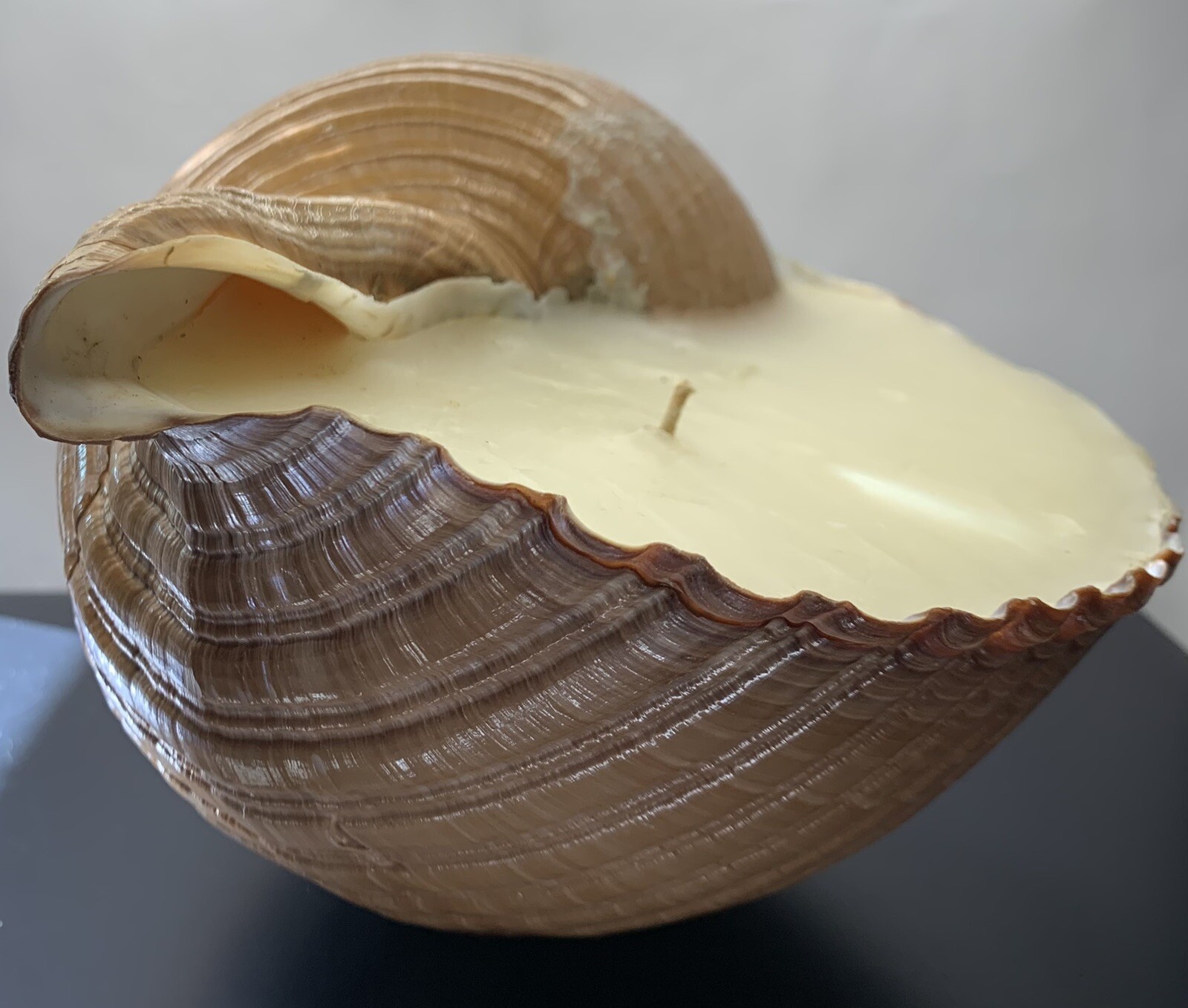 XL Tonna Cepa Seashell Candle Wax Filled Single Wick 9x9x6” Beach Decor Theme