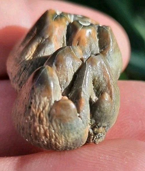 MUSEUM QUALITY BONE VALLEY DUGONG TOOTH FOSSIL FL MARINE MAMMAL  MEGALODON PREY