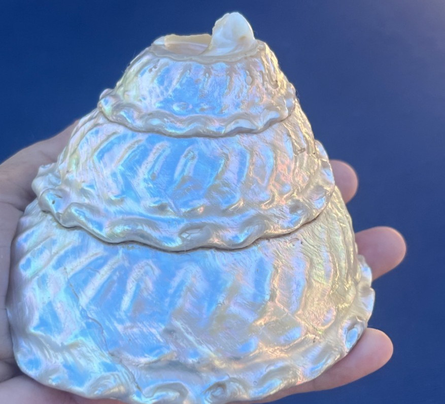 Large Pearlized Wavy Turban Seashell (1 shell 4 inches)