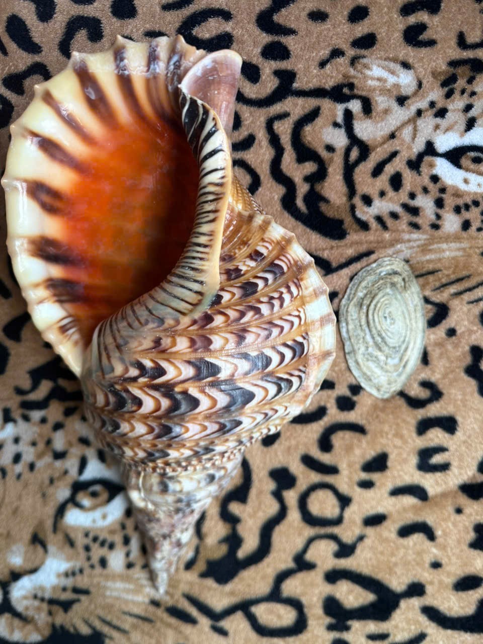 37.1cm | Triton Charonia with Operculum Trumpet | Unique Scar | BIG size 37.1cm | Triton Charonia with Operculum Trumpet | Unique Scar | BIG size