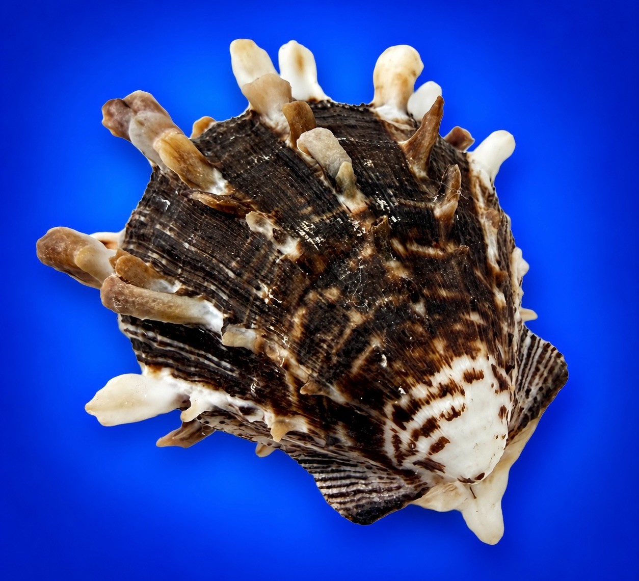 Spondylus sinensis 52.0 mm Spiny Oyster Shell Collector Specimen w/data label