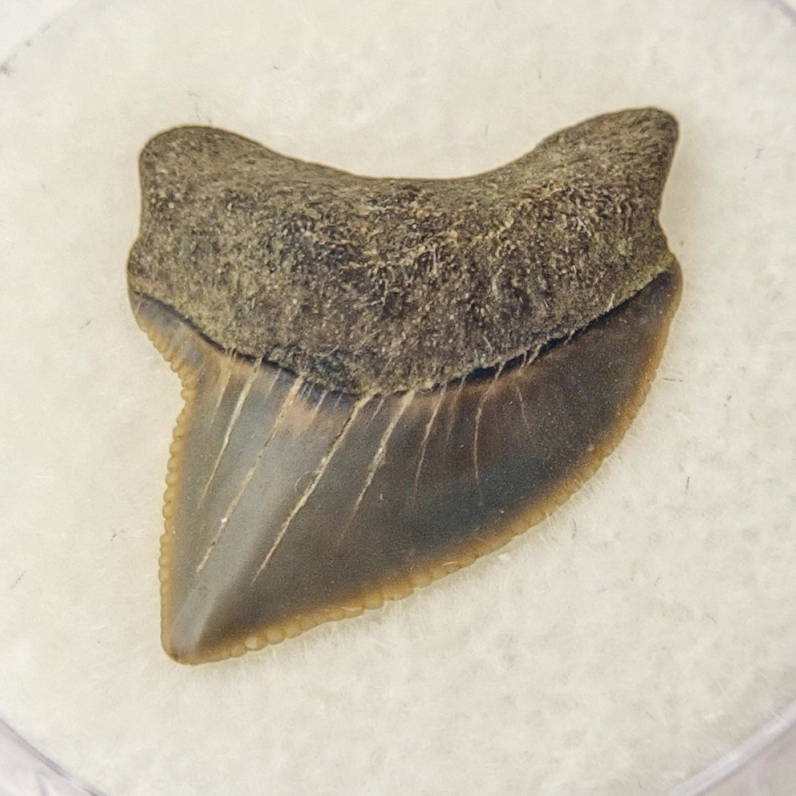 S. kaupi 0.76\