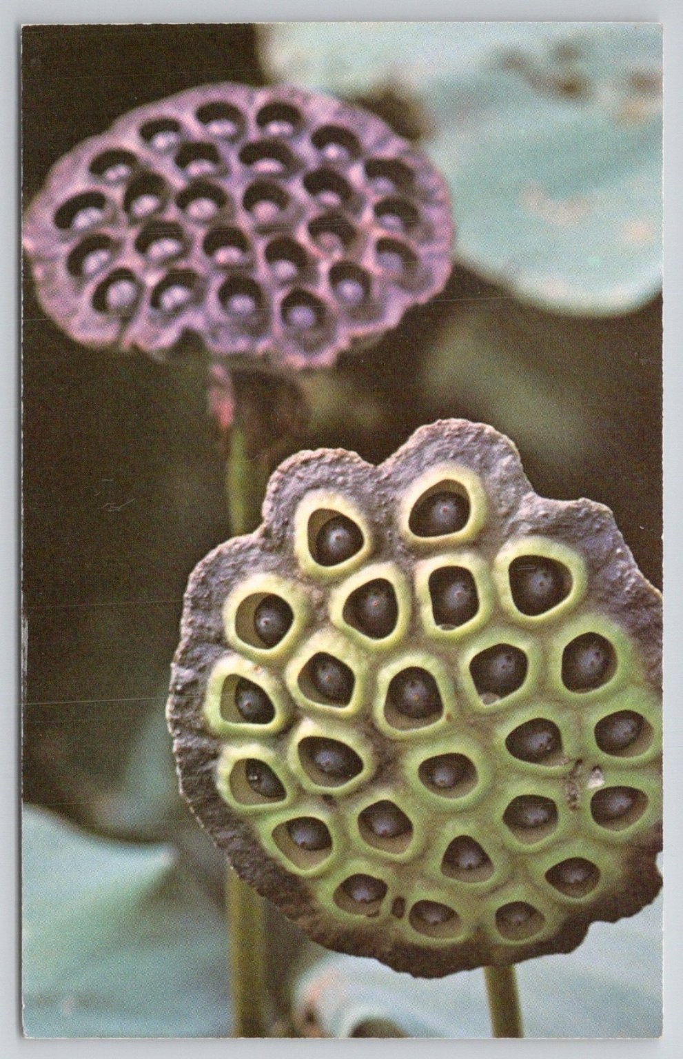 American Lotus Seed Pods Yonkipin Postcard Reelfoot Lake TN Dexter Press