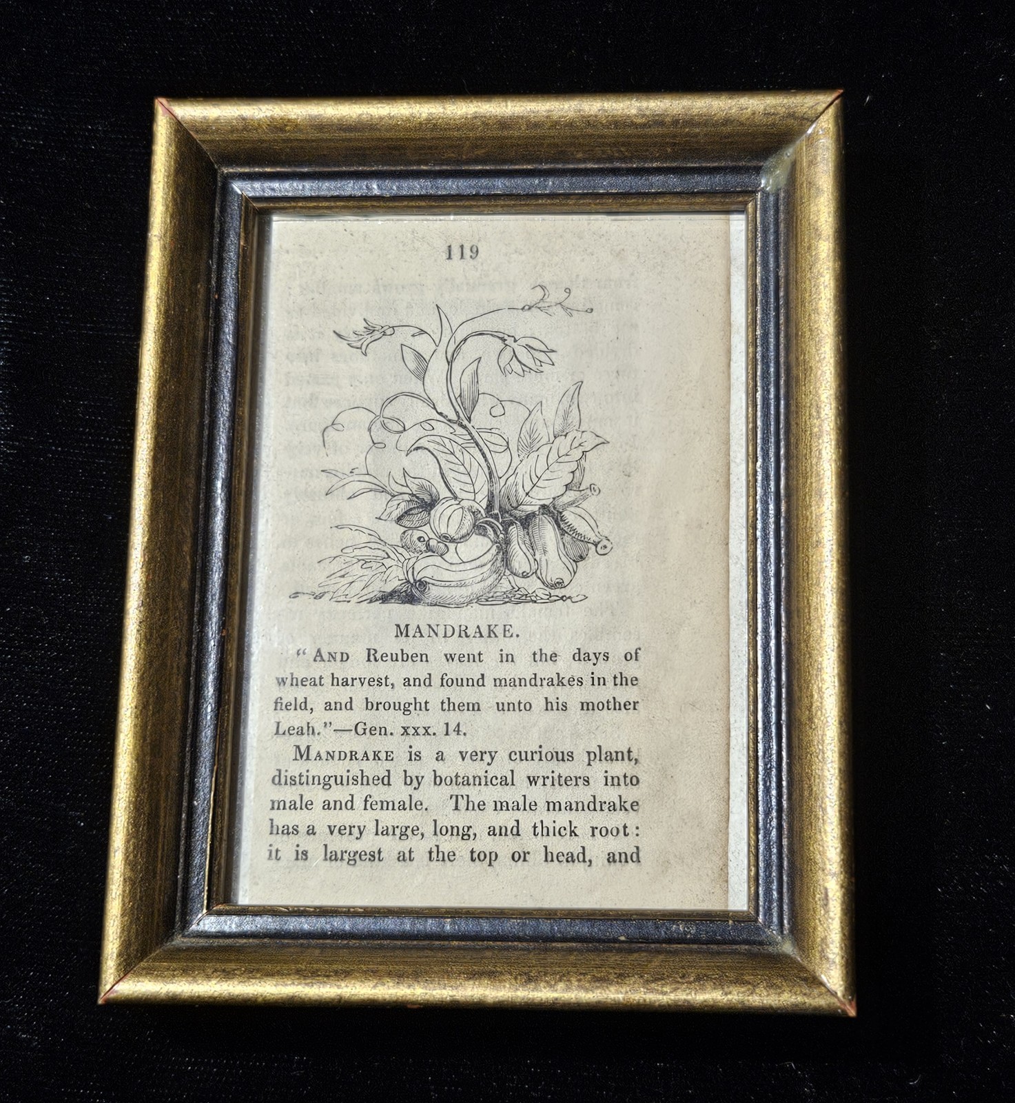 Antique Victorian Mandrake Framed Book Illustration Apothecary Medical Religious