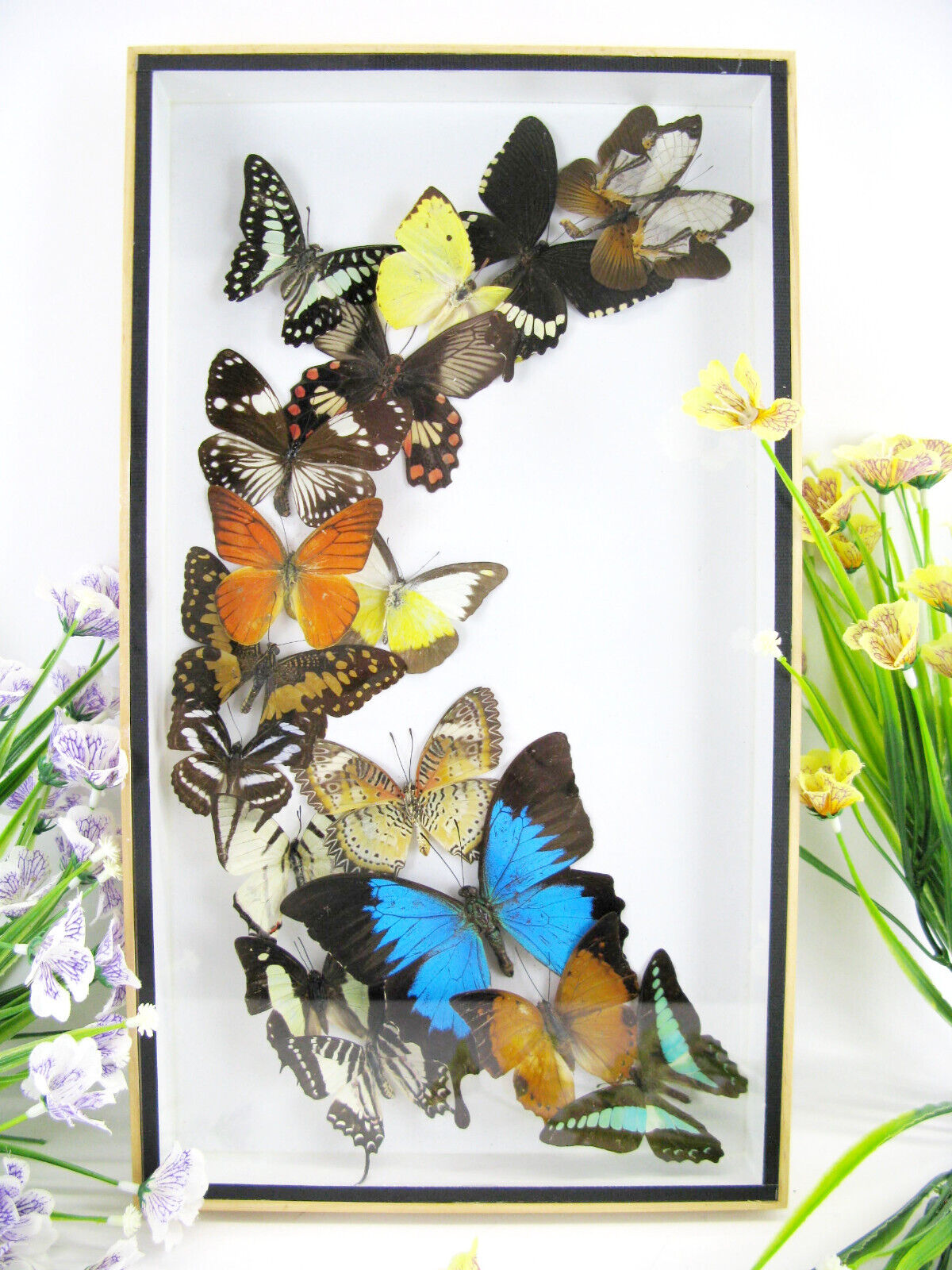 Real preserved beautiful butterflies in 3D showcase XL - unique piece  - art 22