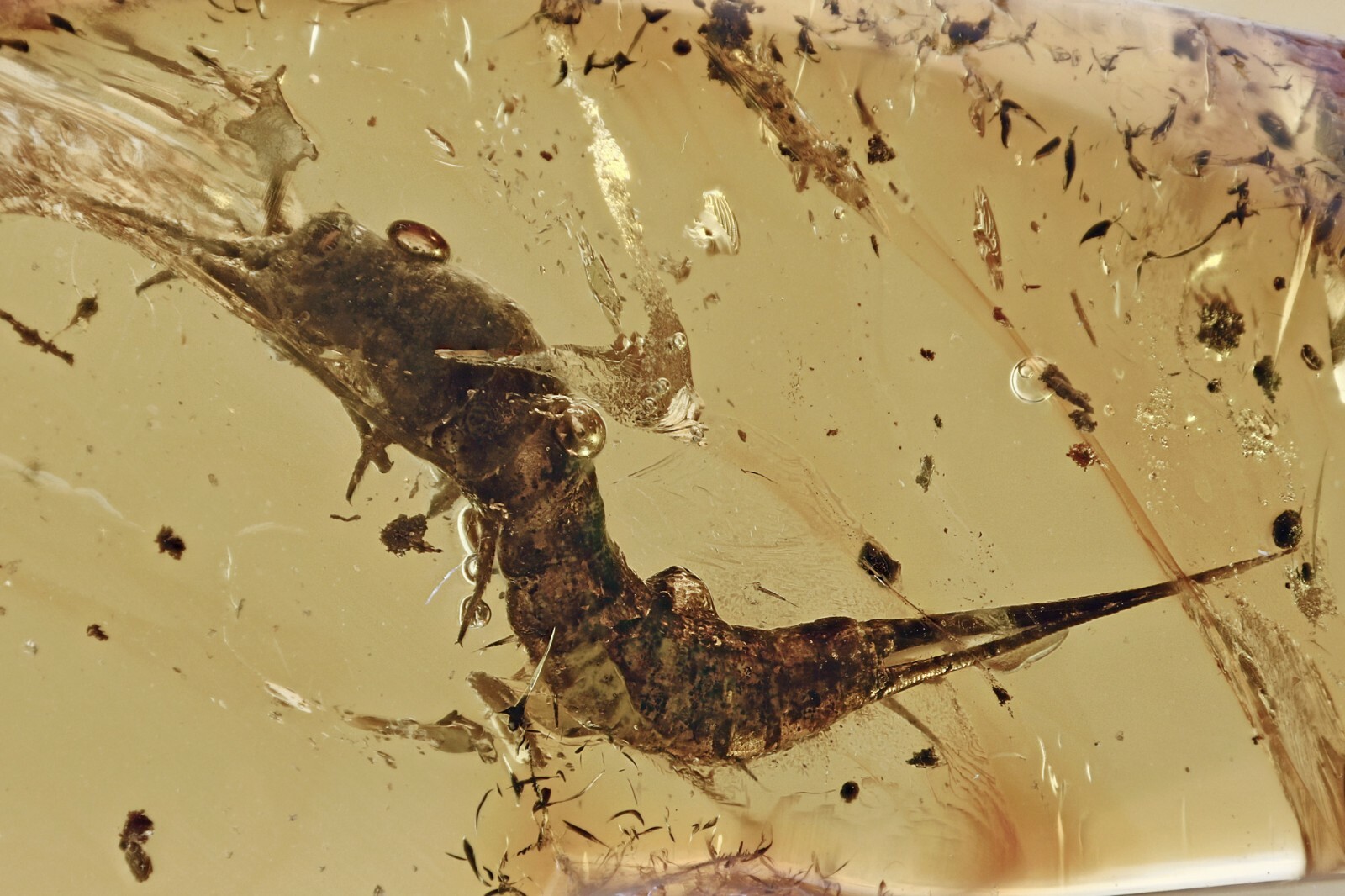 Huge BRISTLETAIL Machilidae Fossil Genuine BALTIC AMBER + HQ Pic 211006