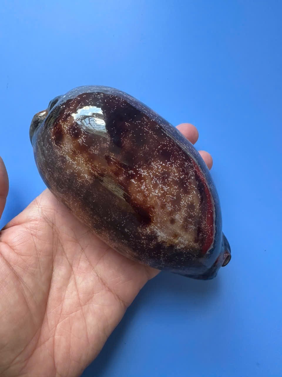131.5mm | Cypraea Testudinaria  | F+++ GEM| GIANT | DARK PURPLE color | RARE