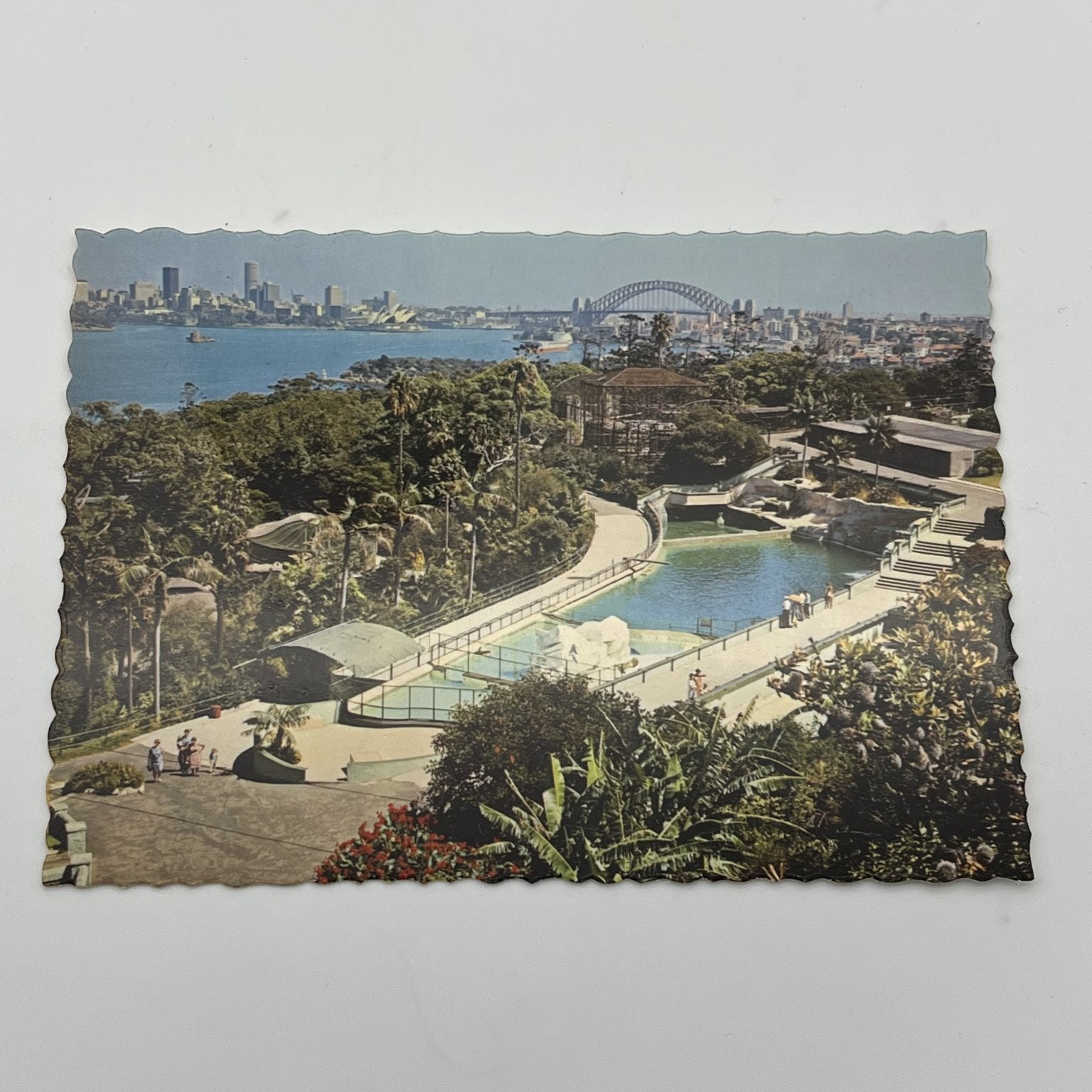 Vintage Taronga Zoo Sydney Postcard, Dolphin Seal Pools & City Skyline View
