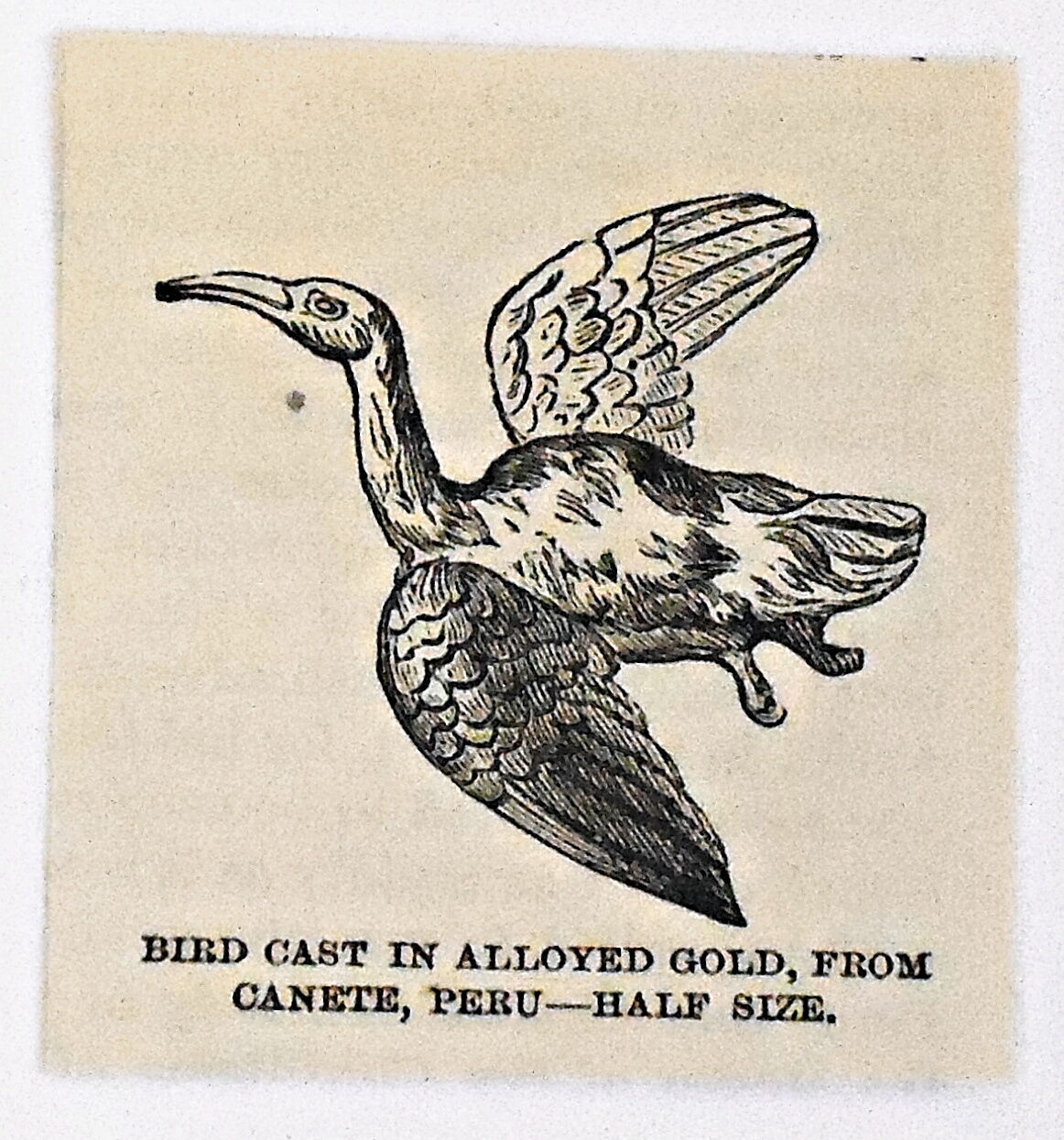 small 1883 magazine engraving ~ BIRD CAST IN ALLOYED GOLD, FROM CANETE, Peru