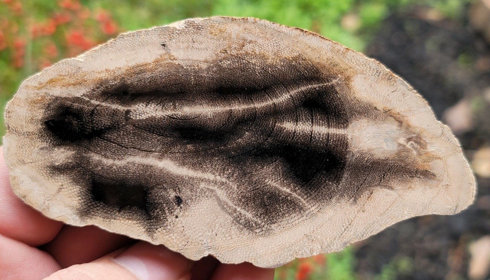 Rare Snakewood Mennegoxylon Jonesii Petrified Texas Yegua Formation 