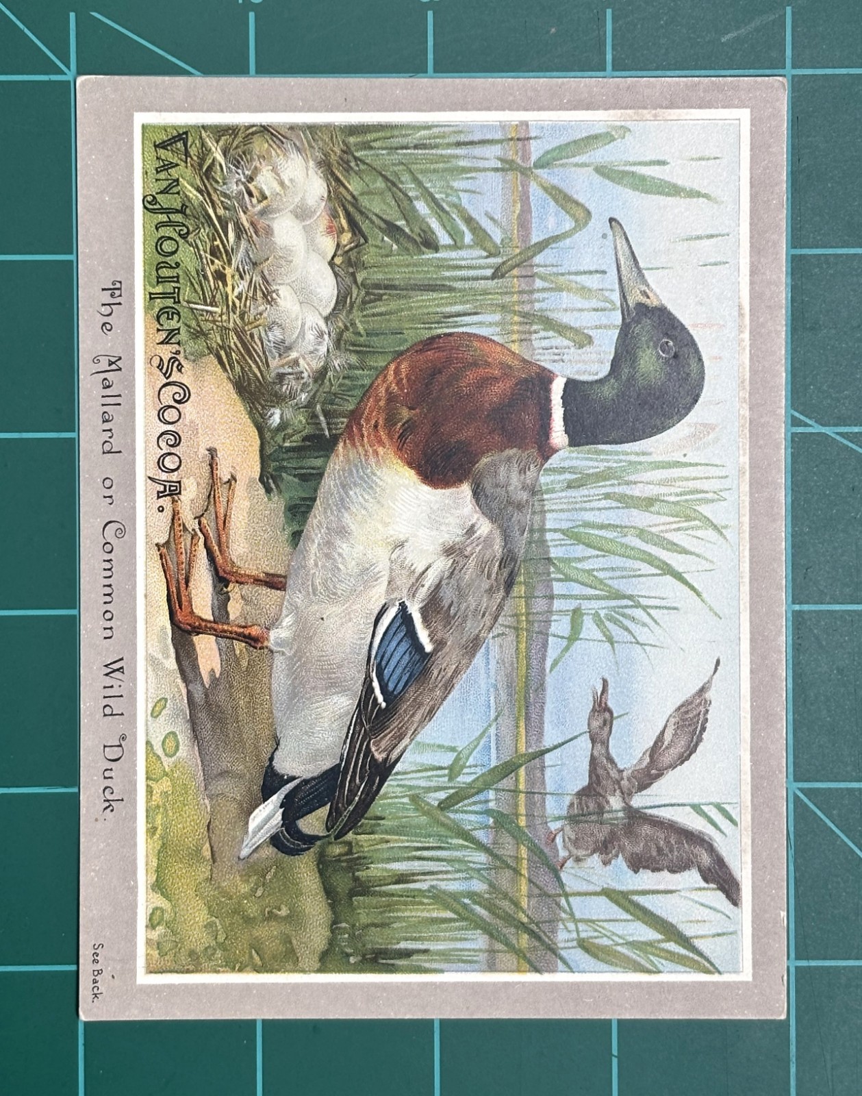 VICTORIAN Trade Card: c.1880s Van Houten Cocoa – Mallard Duck