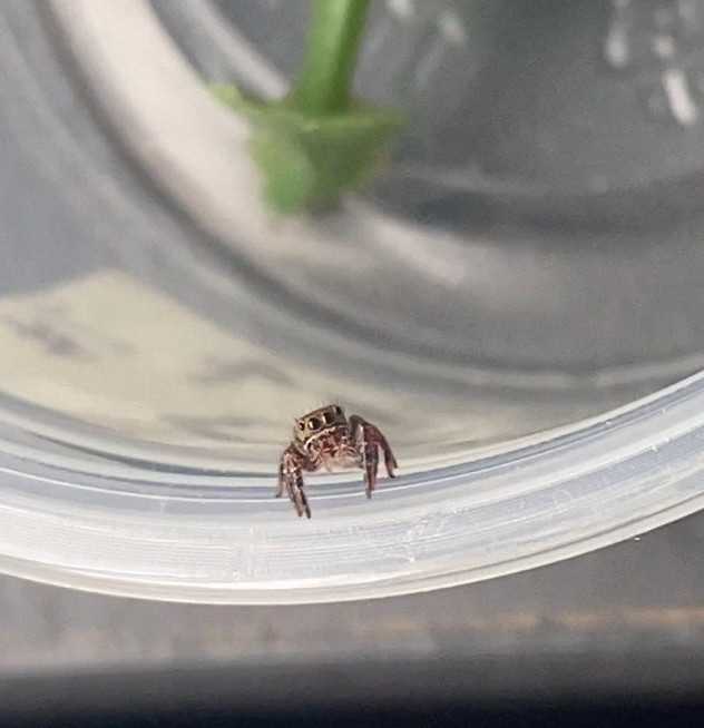 Live Pet i4 Bold Jumping Spiders