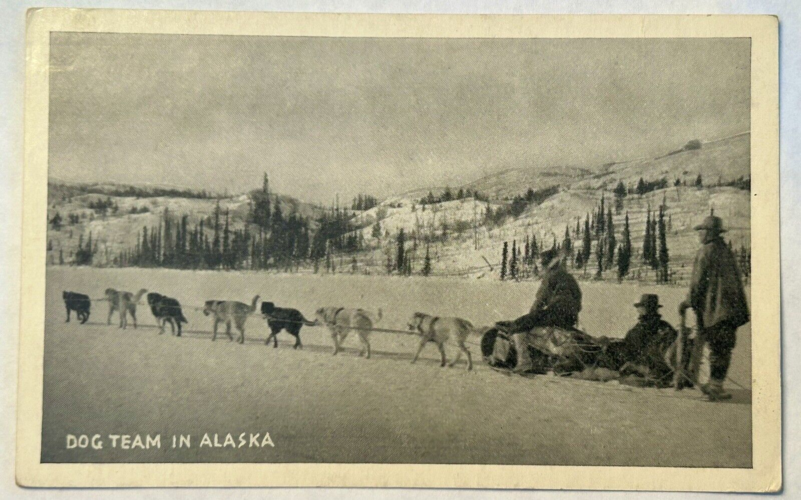 Dog Sled Team In Alaska.￼Vintage Postcard