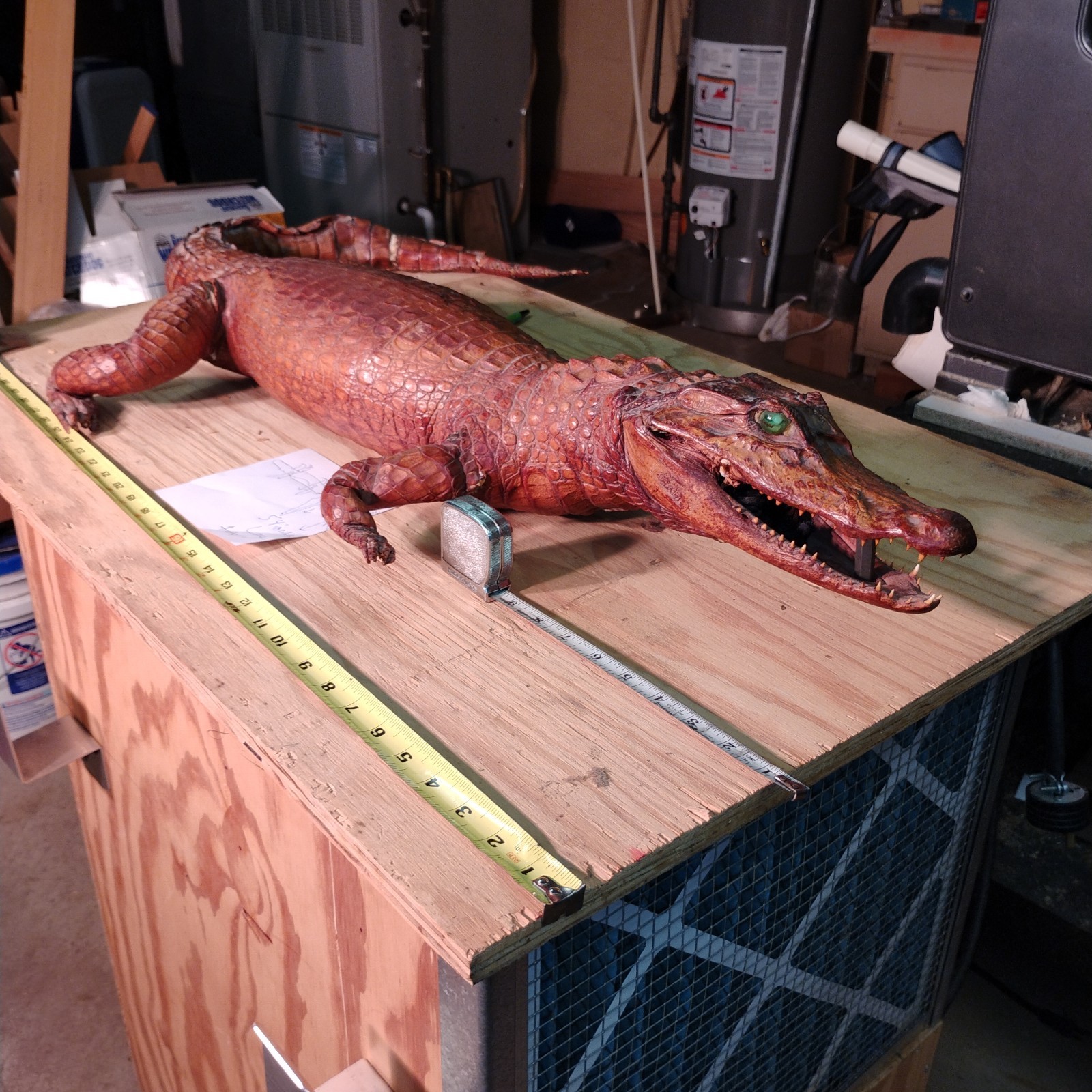 4 1/2 FT ANTIQUE CROCODILE ALLIGATOR TAXIDERMY GRN MARB EYE ACTUAL SI 38 X 24 IN 4 1/2 FT ANTIQUE CROCODILE ALLIGATOR TAXIDERMY GRN MARB EYE ACTUAL SI 38 X 24 IN