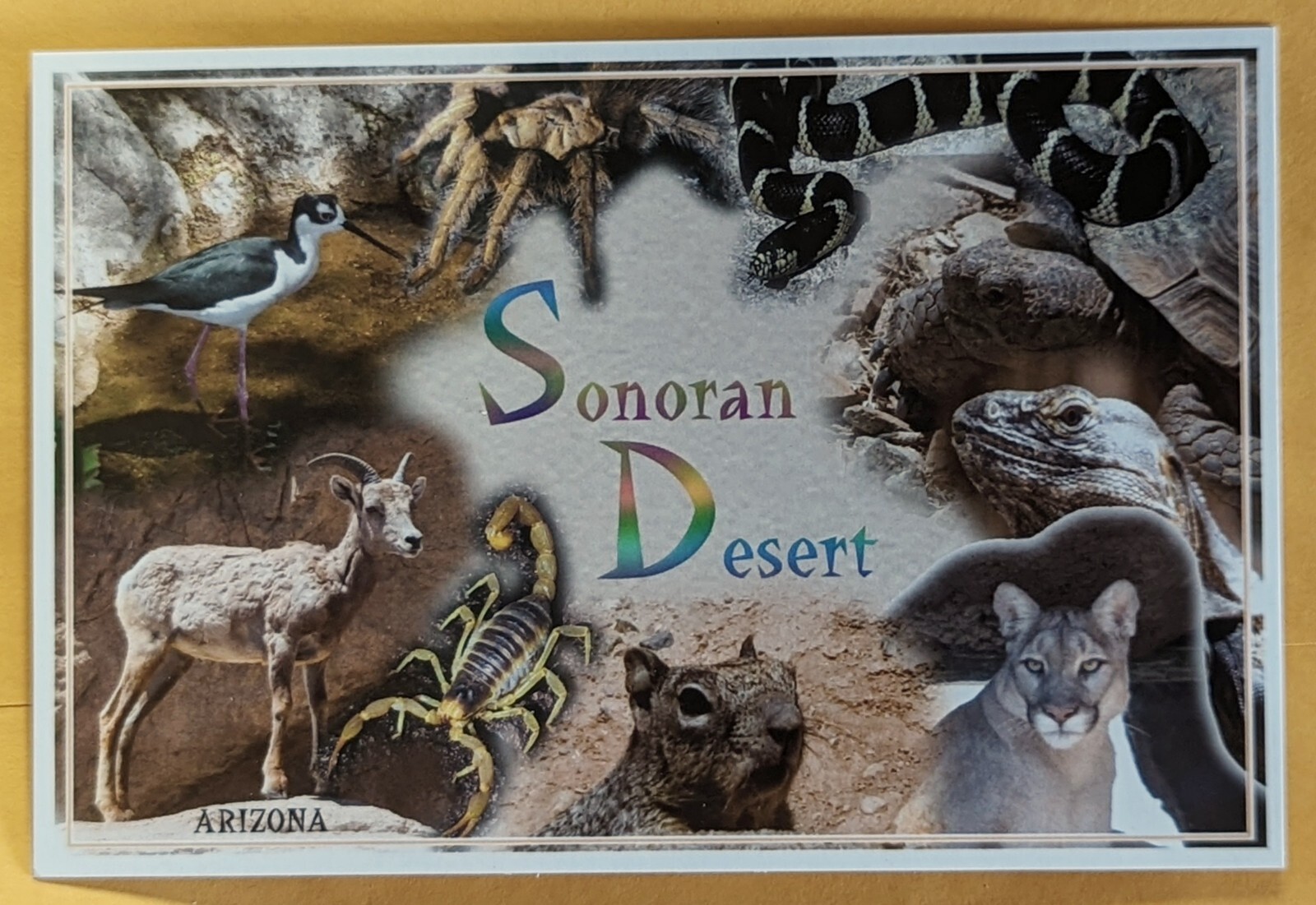 Postcard AZ: The Sonoran Desert Wildlife. Arizona 
