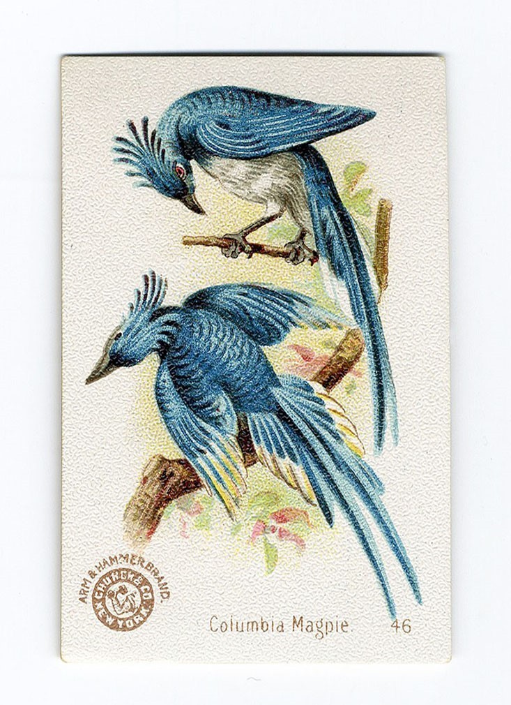 Columbia Magpie ARM & HAMMER 1898 Beautiful Birds No 46 Trade Card J2 Church Co