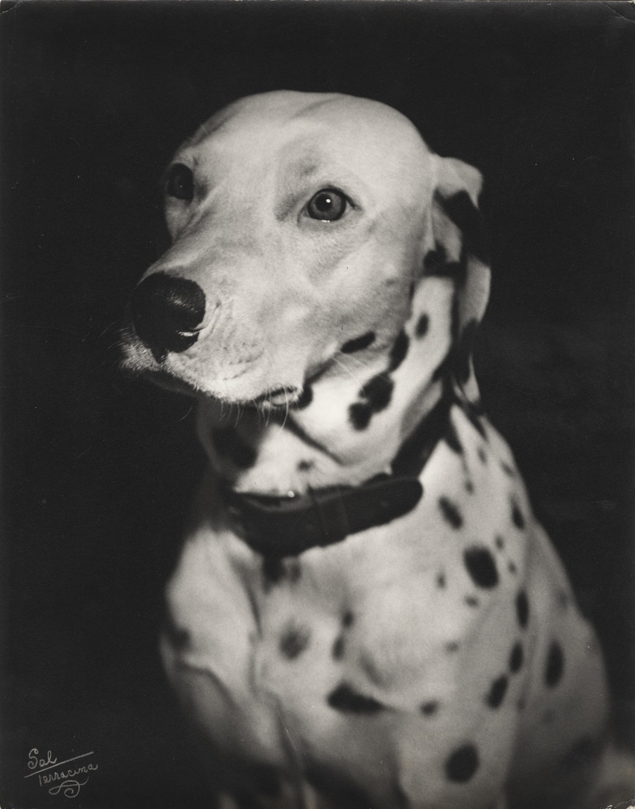 c. 1950's Cute Dalmation Large Photograph by SAL TERRACINA c. 1950's Cute Dalmation Large Photograph by SAL TERRACINA