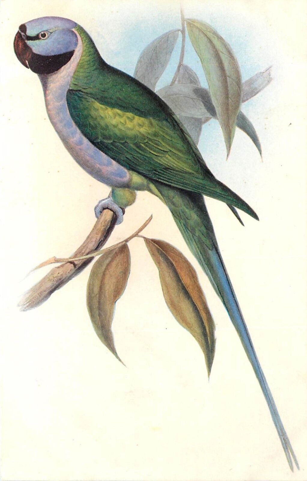 Beautiful Chromolithograph Bird Art Postcard; Lord Derby's Parakeet by J.Gould