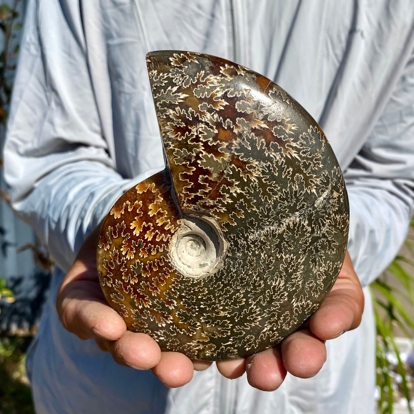 440G Rare Natural Tentacle Ammonite FossilSpecimen Shell Healing Madagascar