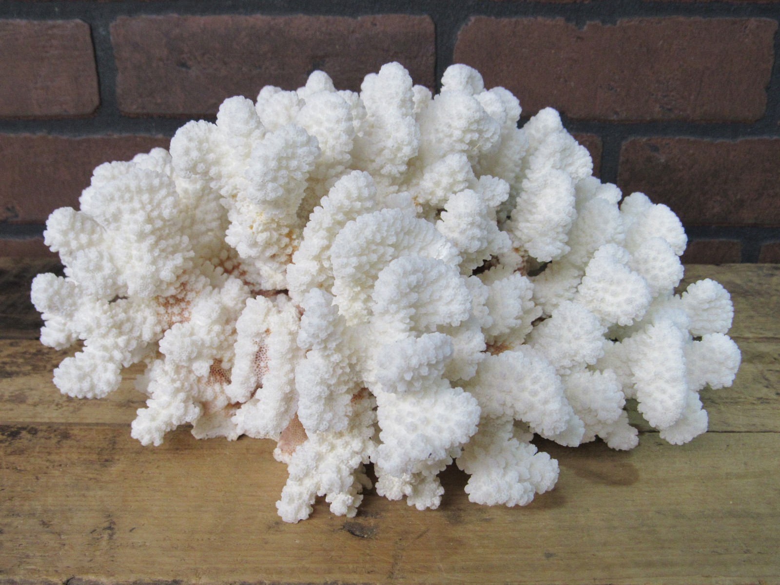 Natural Genuine BROWNSTEM Coral Aquarium Decor Beach Wedding 11 \