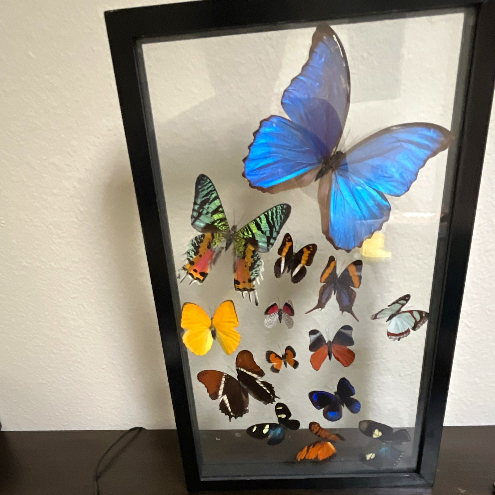 Framed Butterfly Specimen Display Picture Frame Case Assortment