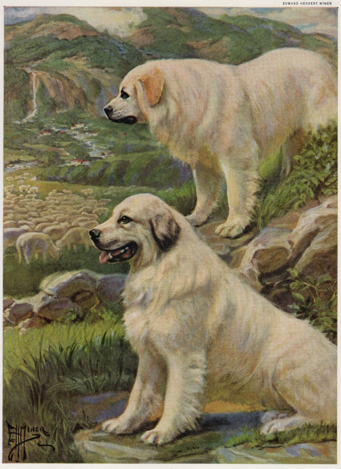 Great Pyrenees \
