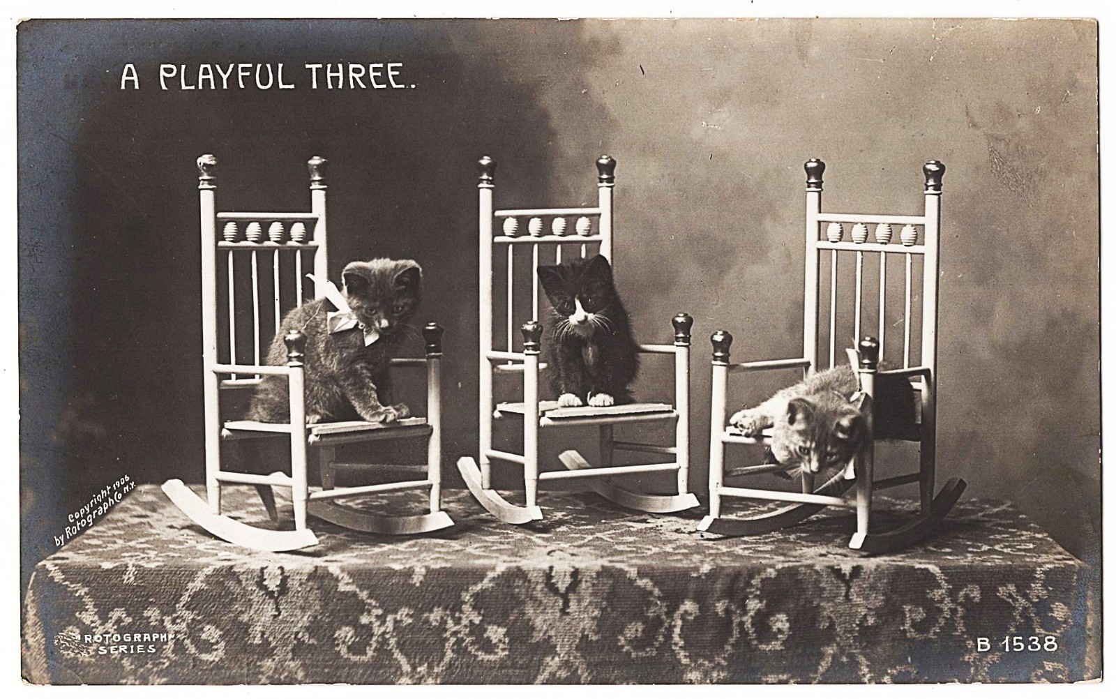 real photo Cat Cats \' A Playful Three \