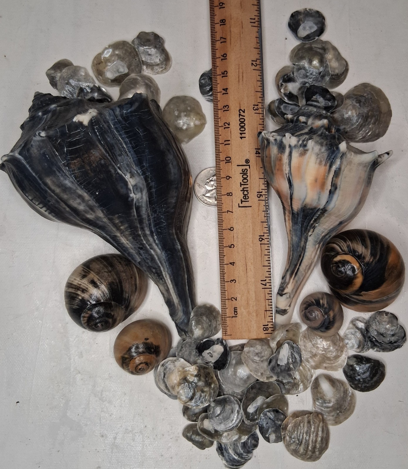 Bulk Lot Of True Florida Sea Shells