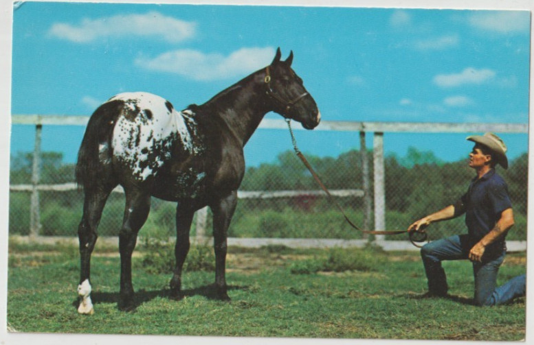 TOP HAT H Appaloosa Horse Postcard HALL OF FAME STALLION EULESS TX