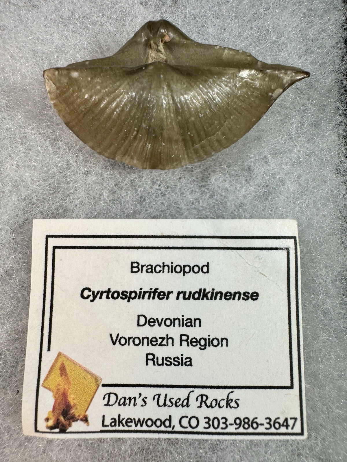 Cyrtospirifer rudkinensis, Brachiopod Fossil, Devonian, Voronezh, Russia , 2.7in