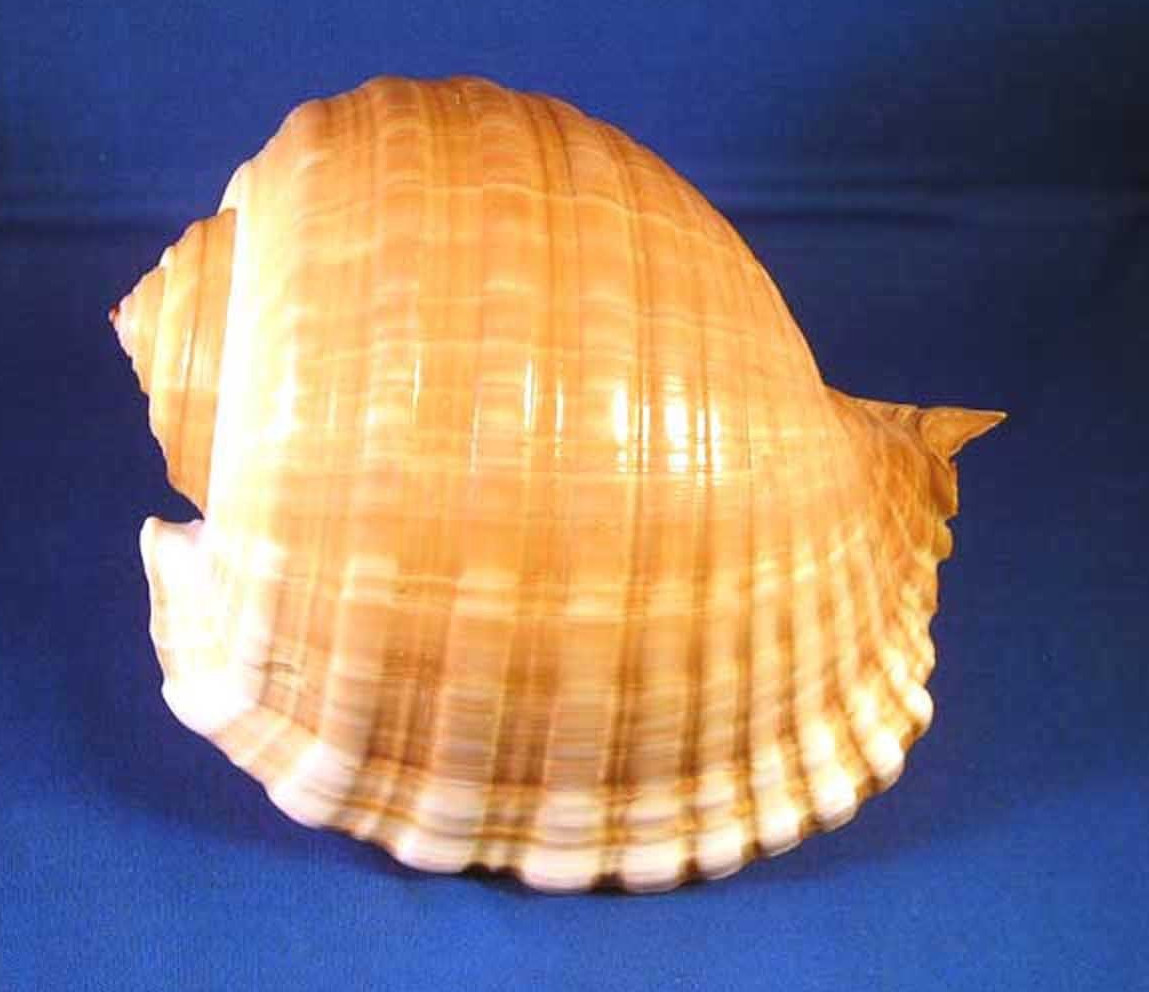 Tonna Cepa Oleria Shell Tun Shell Hermit Beach Nautical Decor 4-5