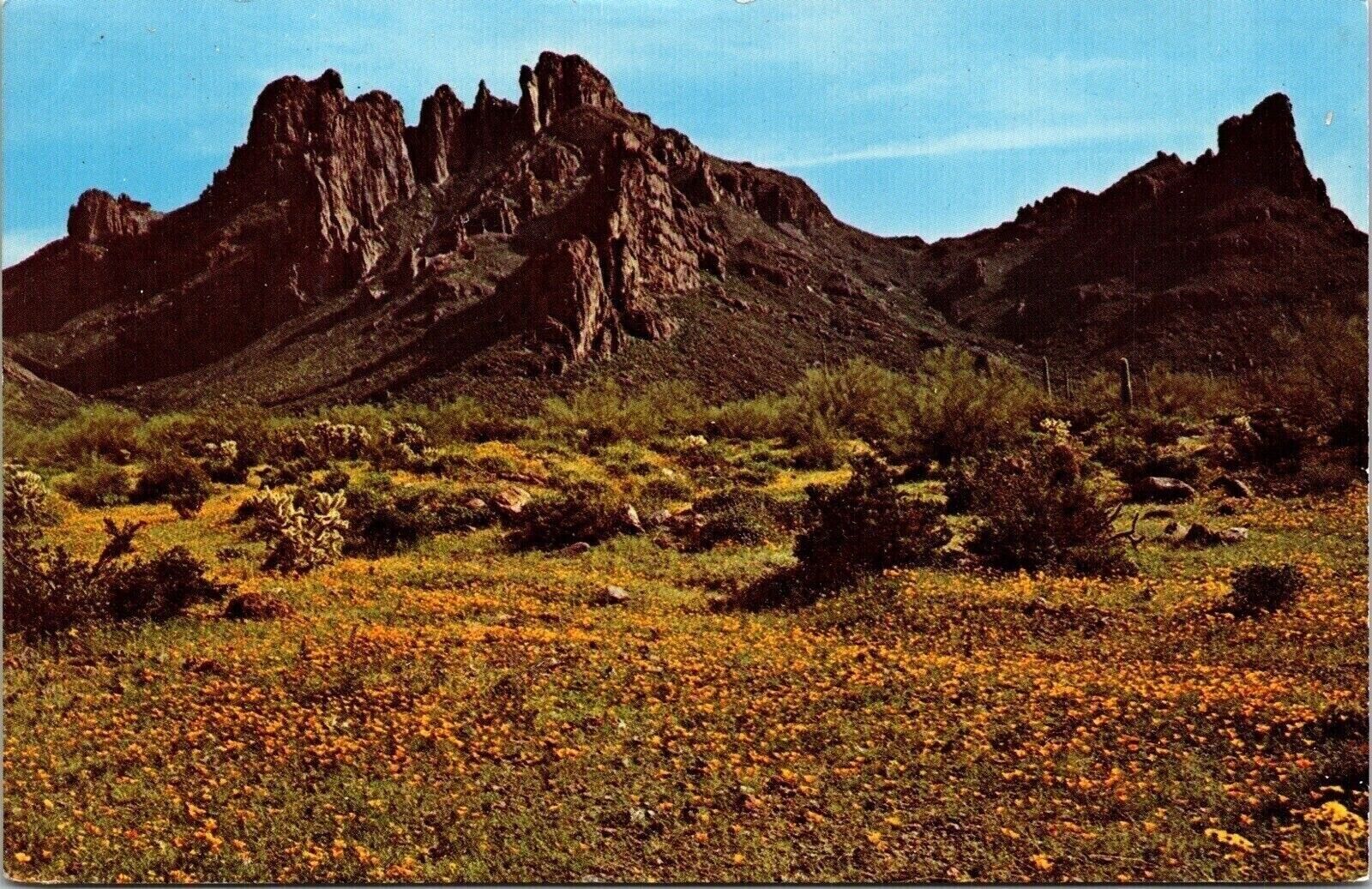 Ajo Mountains Orange Wild Flowers Desert Plains Spring UNP Vintage Postcard