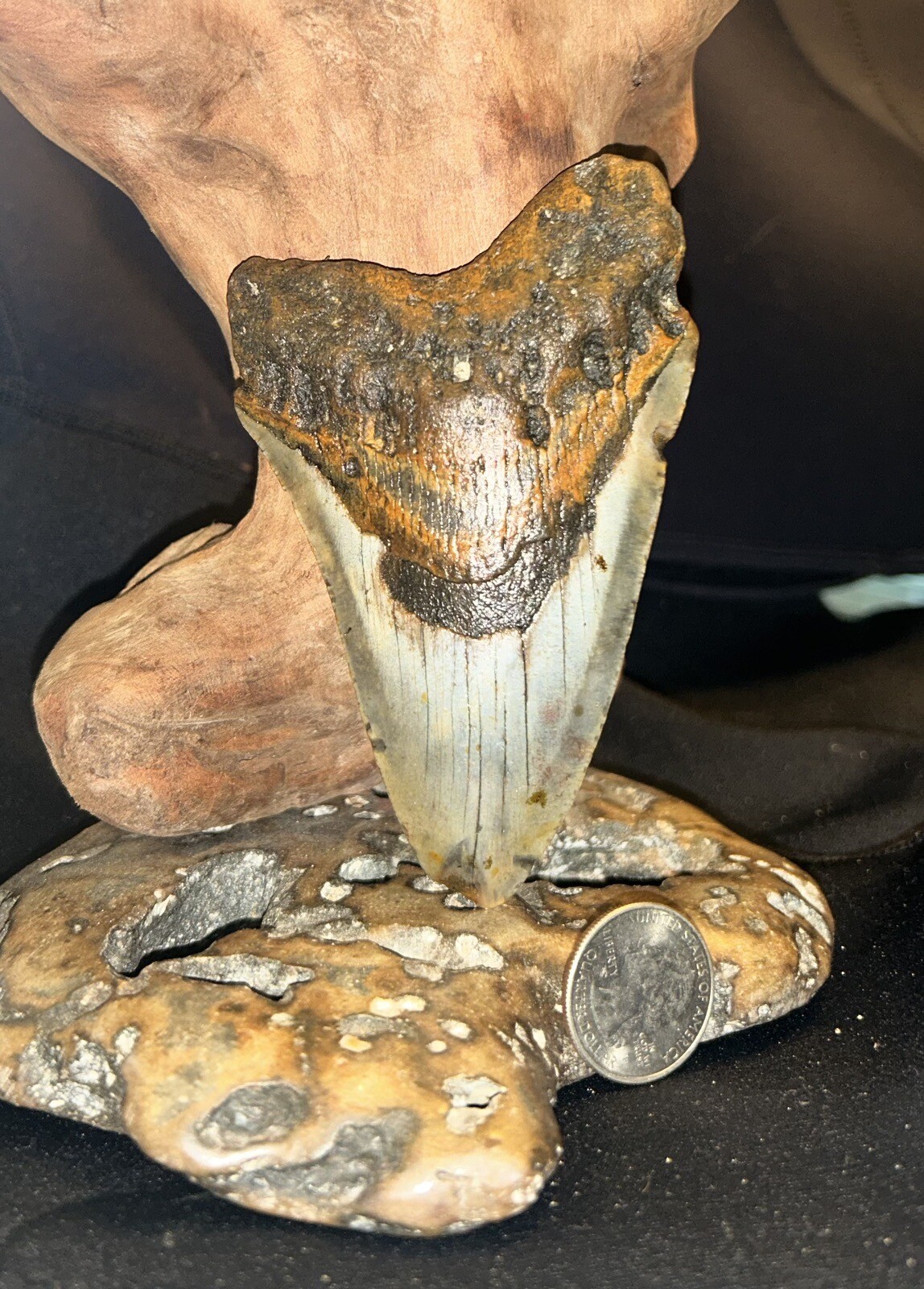 4.36 INCH REAL MEGALODON SHARK TOOTH BIG FOSSIL GENUINE PREHISTORIC MEG TEETH