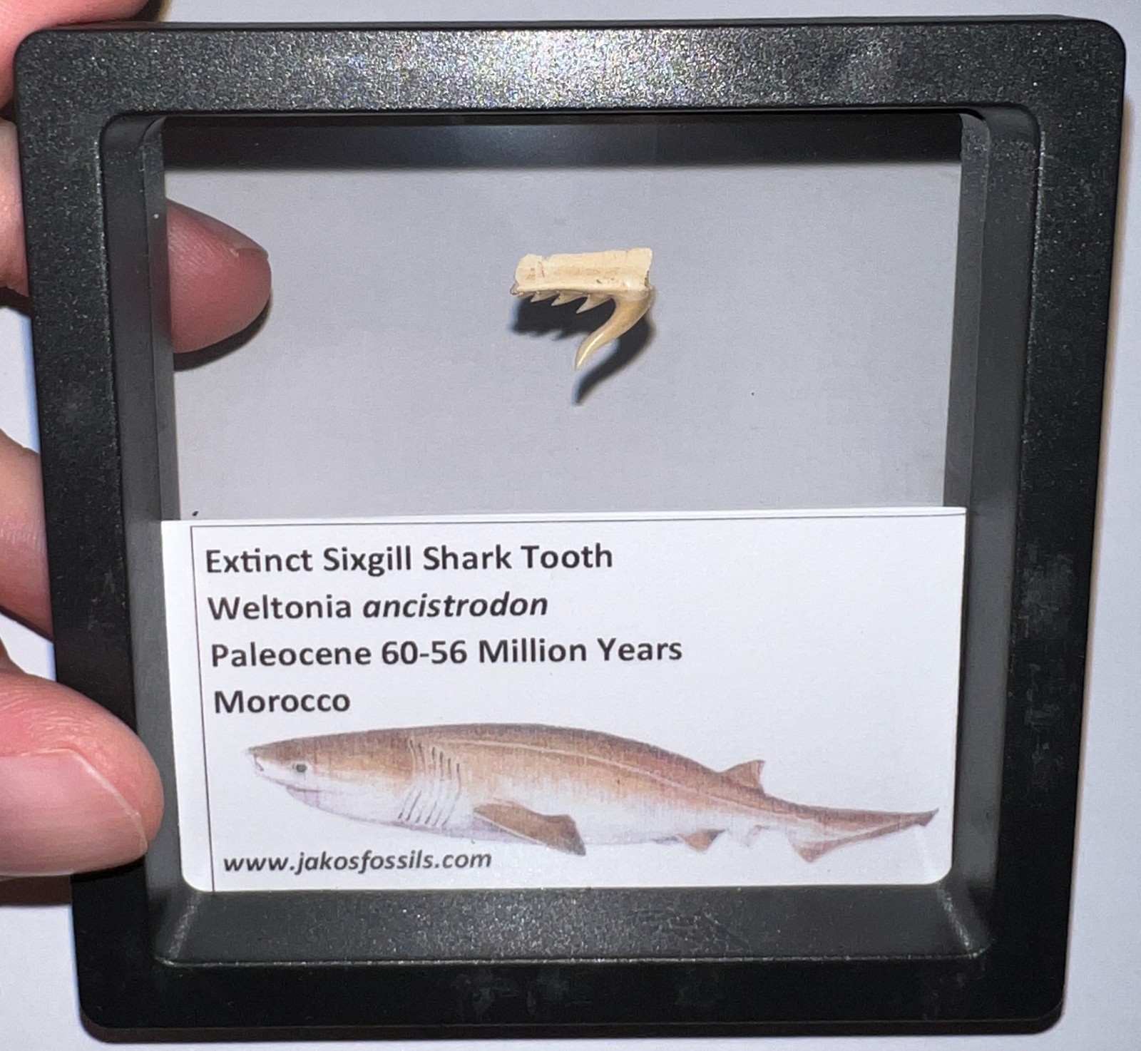 Framed Rare Fossil SIXGILL COW SHARK Tooth Lot Pre Megalodon Era One Per Order