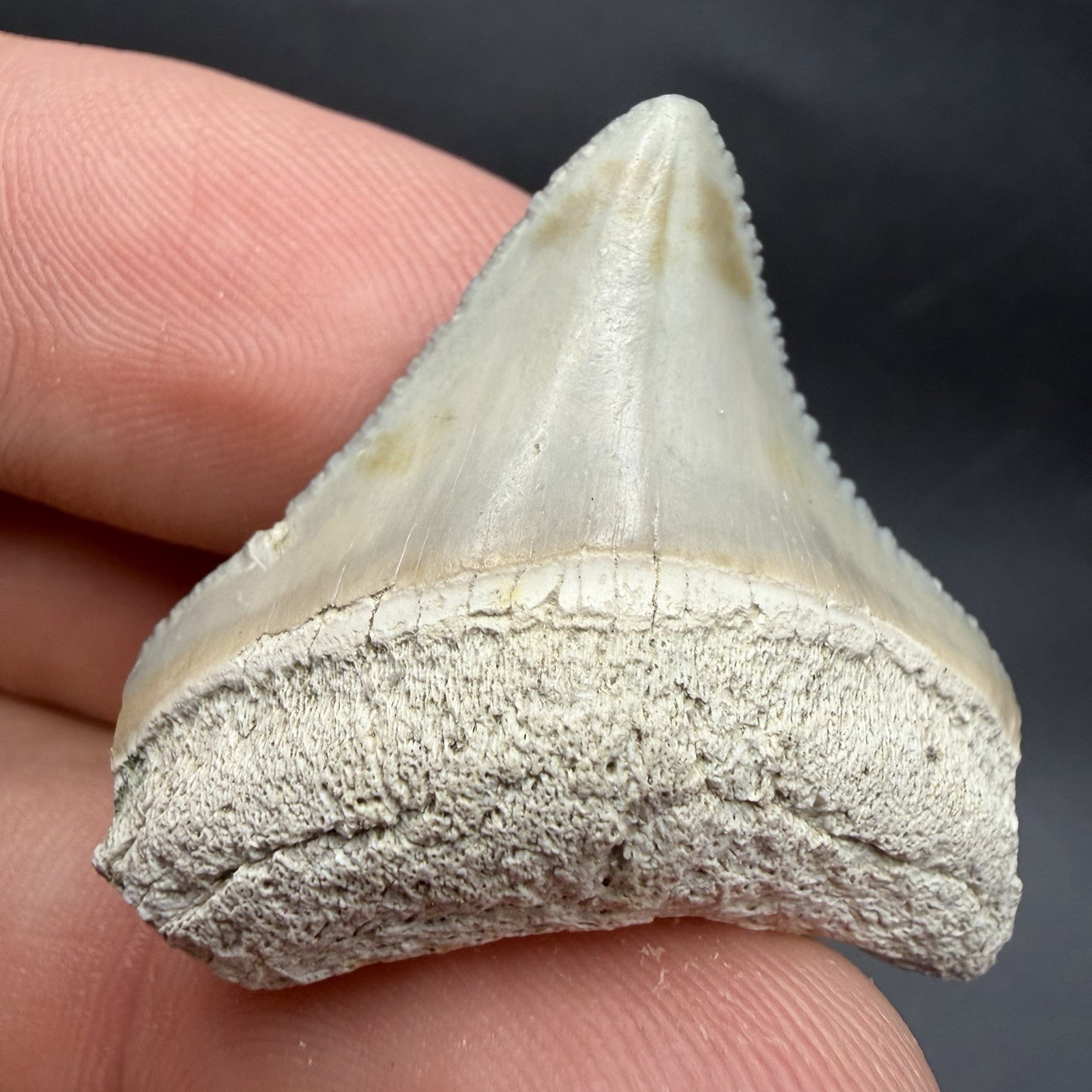 Rare Posterior Megalodon Shark Tooth Bone Valley Florida 1.25” Rare Posterior Megalodon Shark Tooth Bone Valley Florida 1.25”